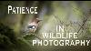 Patience In Wildlife Photography
